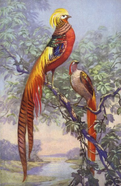 Tropische of exotische vogel in een natuurlijke omgeving door European School